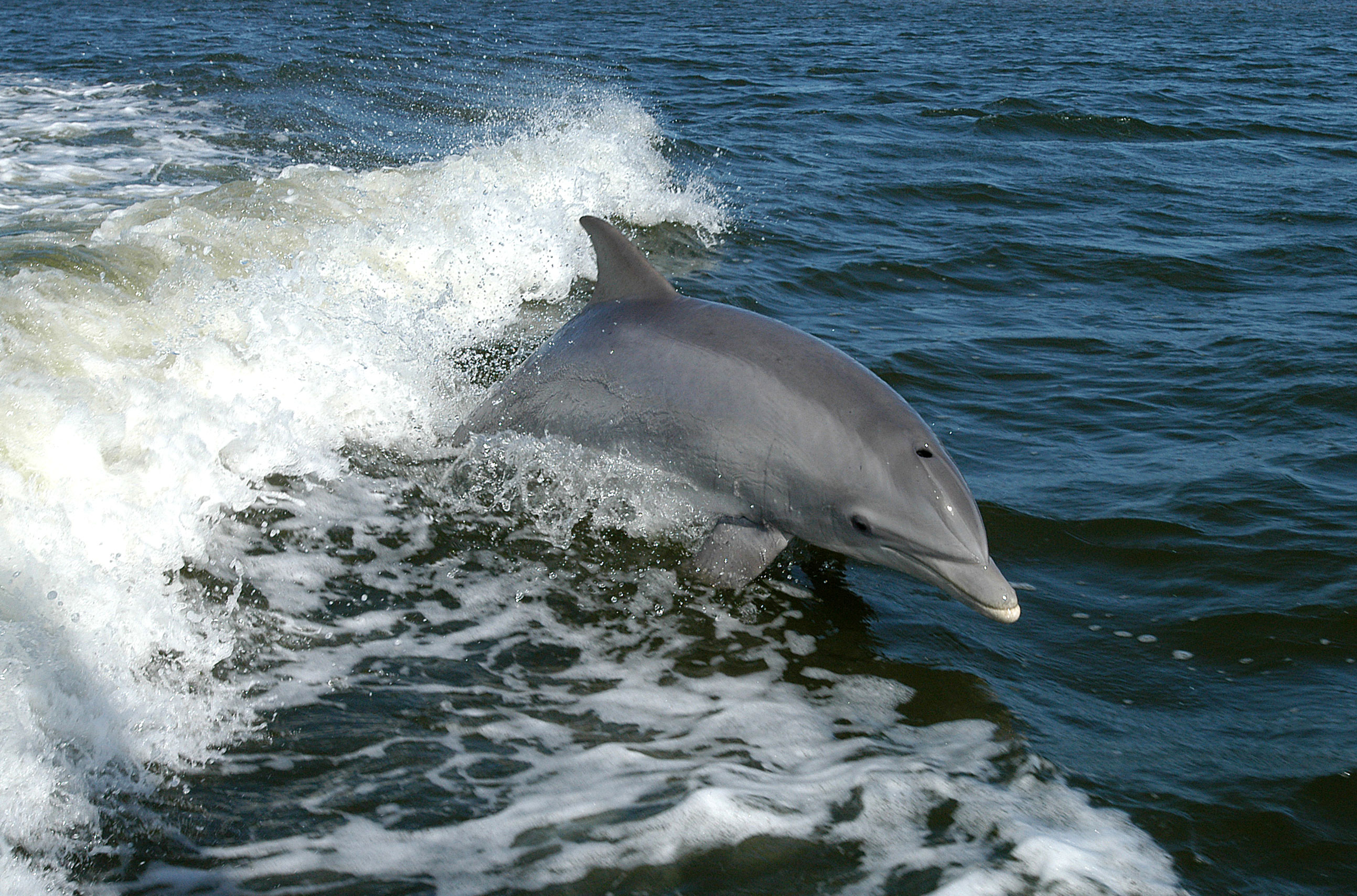 Bottlenose_Dolphin_KSC04pd0178.jpg