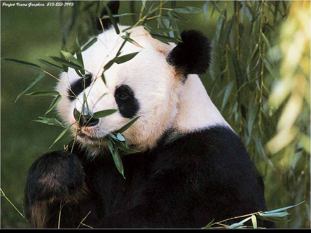 panda 2.jpg