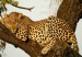 leopard-sleeping-in-tree.jpg